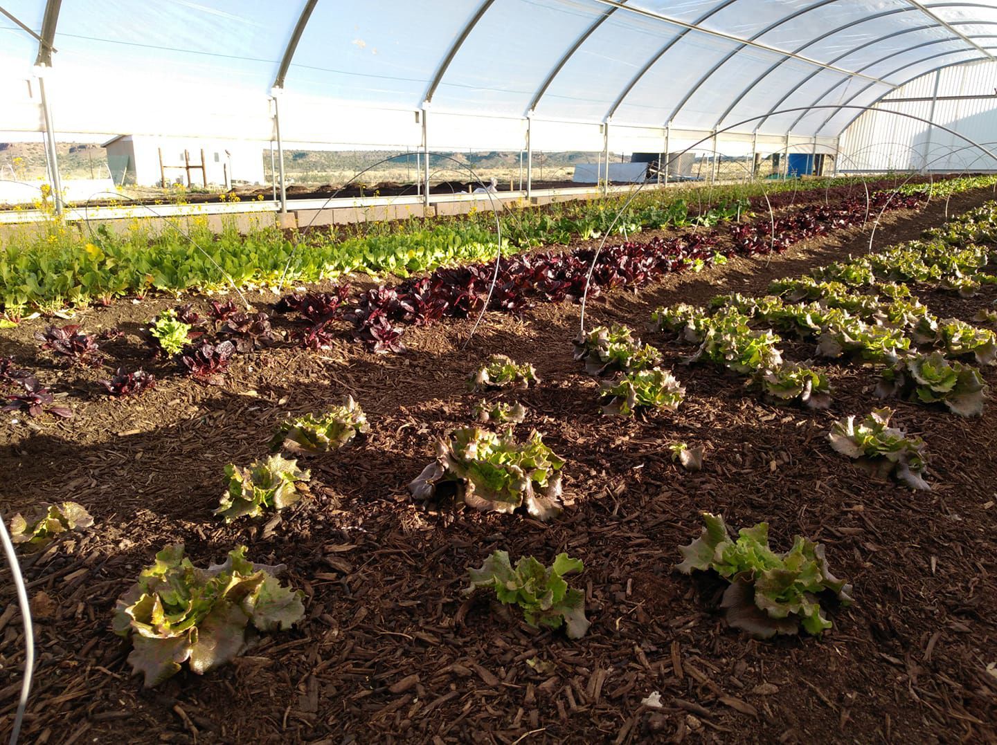 rows of plants starting